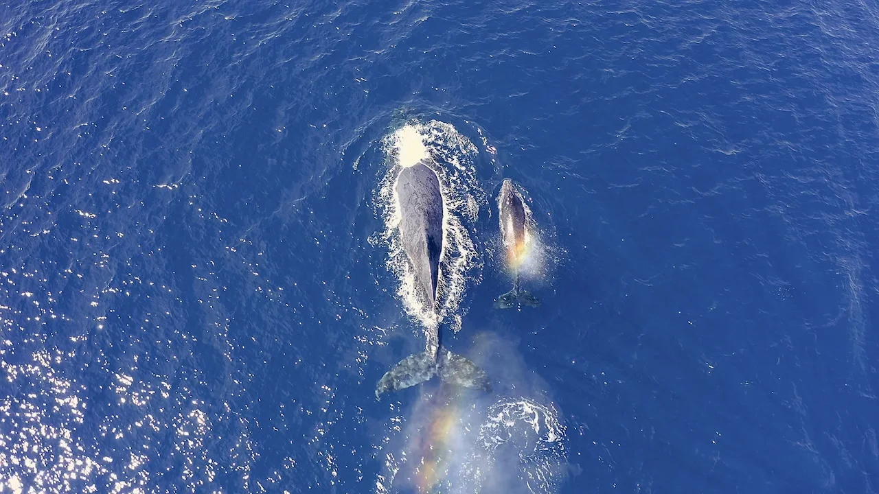 Aerial view of humpback whales