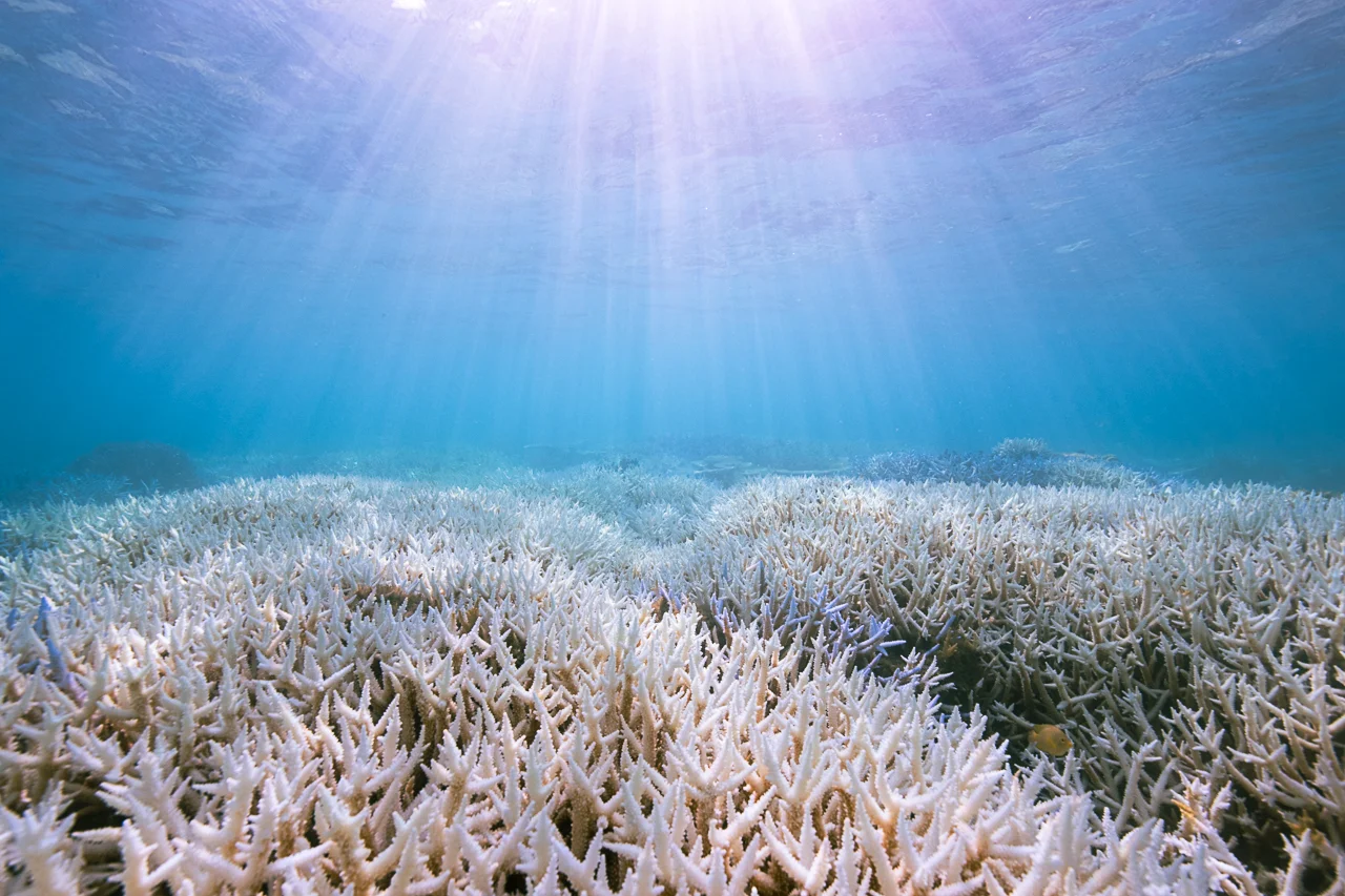 Bleaching record underwater
