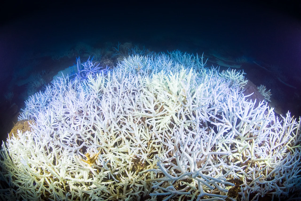 Coral bleaching detail