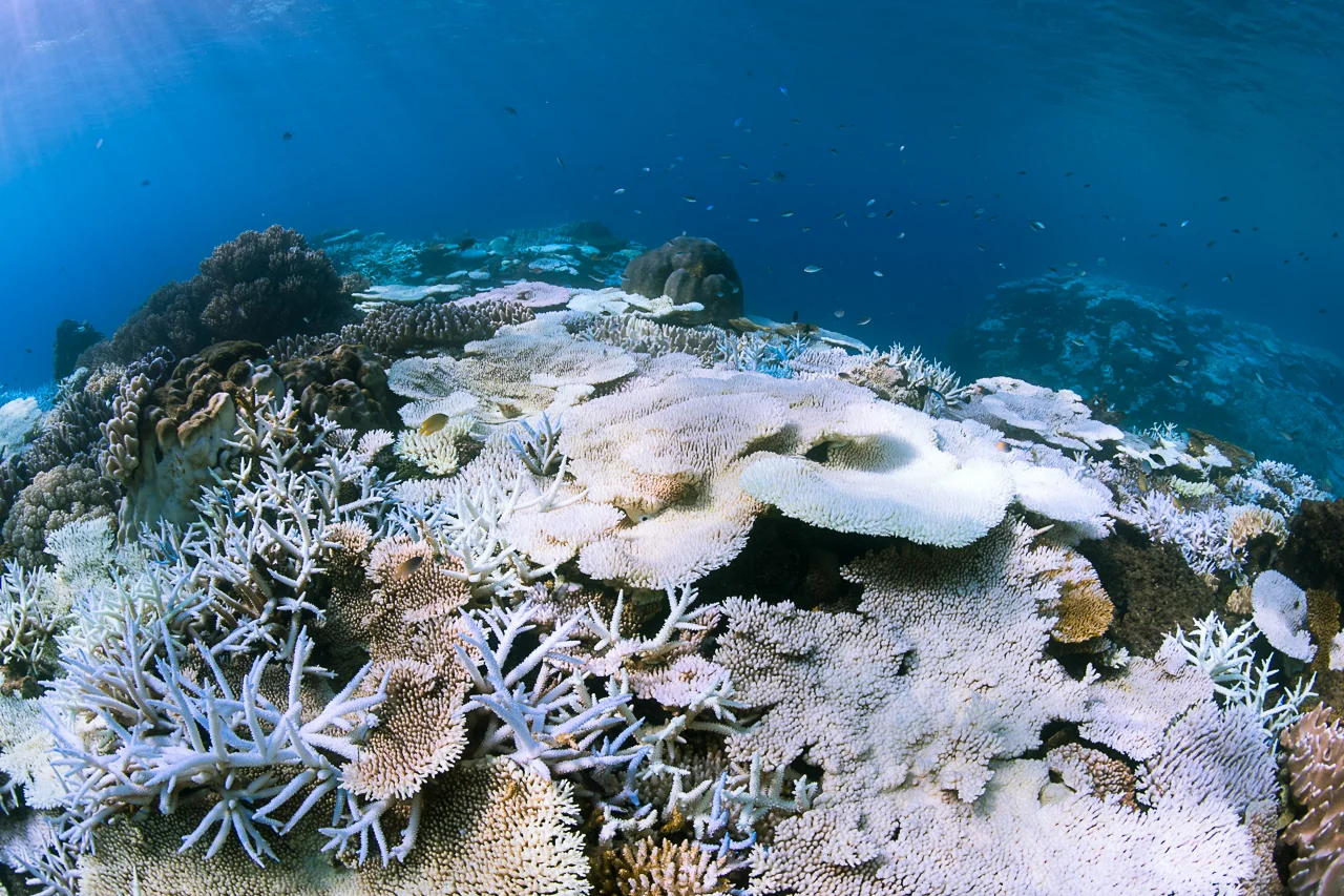 Bleached coral underwater