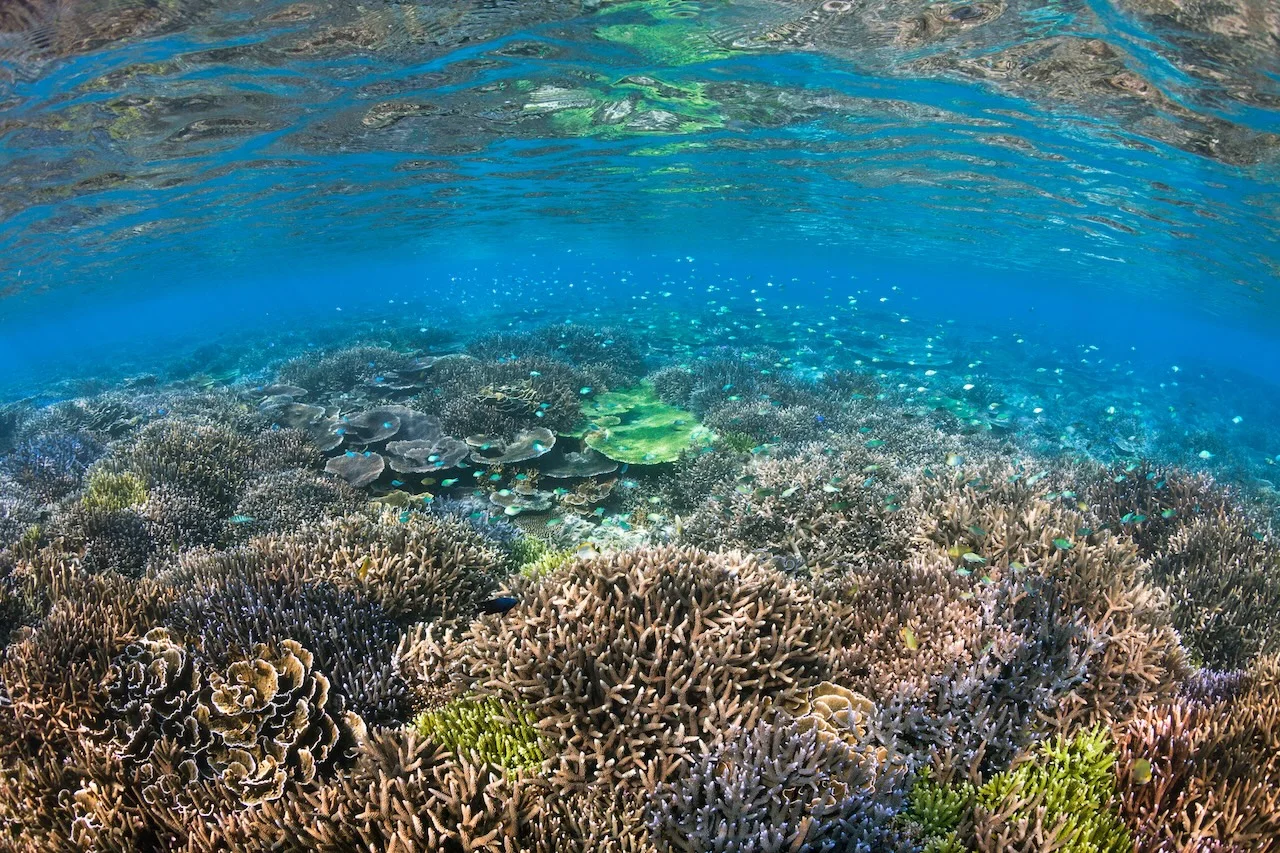 Coral reef in Okinawa