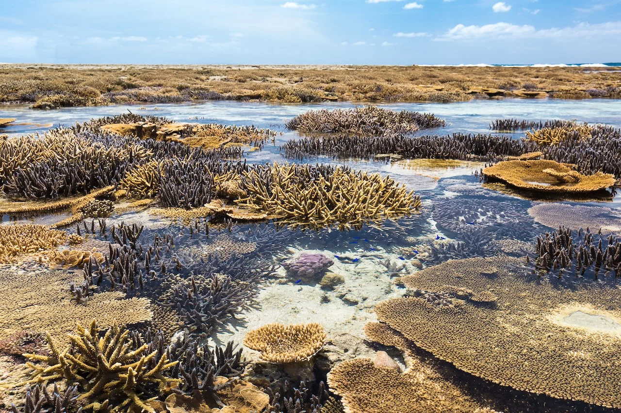 Exposed coral reef at low tide