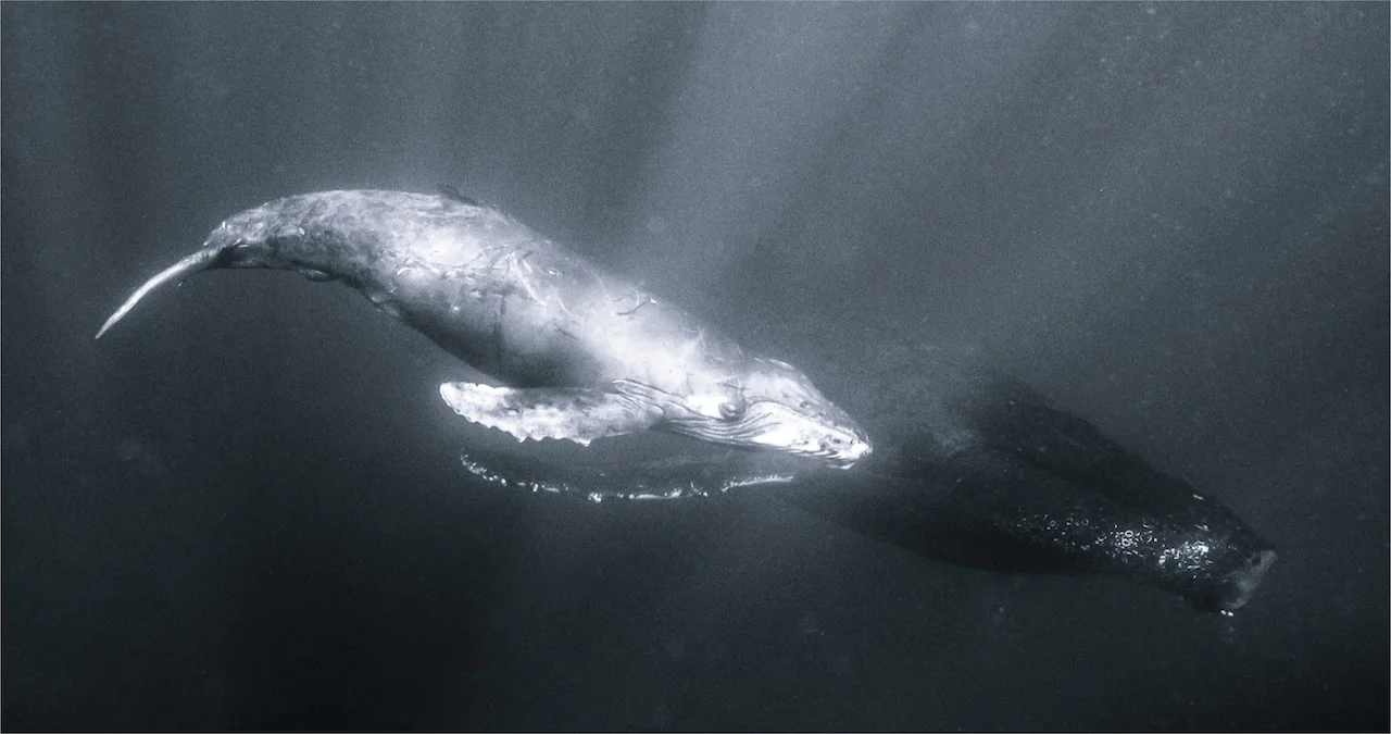 Humpback whales underwater