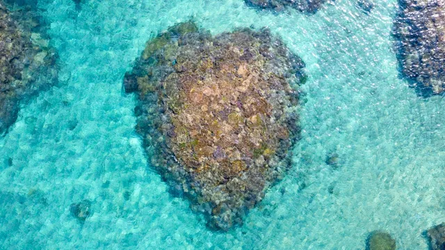 Drone Footage of Coral Reef I