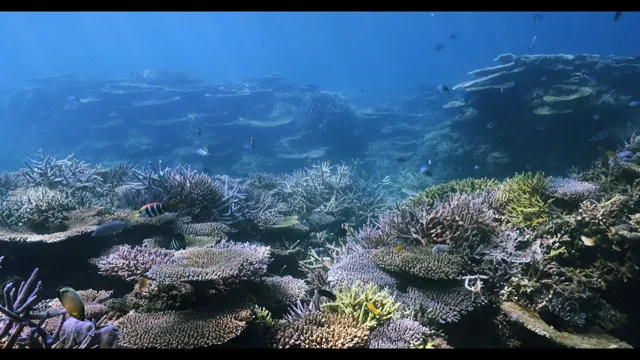 Wonderful Coral Reefs Okinawa