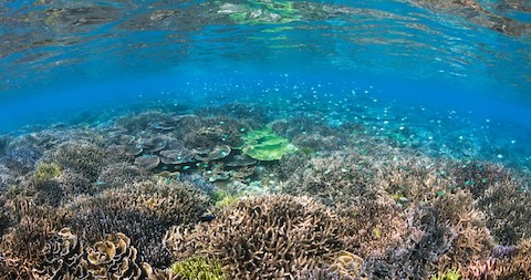 3-1. 水中からの浅い海 「精霊の森」