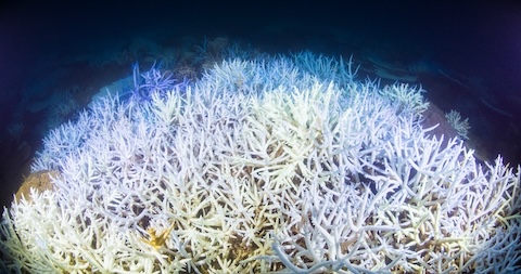 3-2. 水中からの浅い海 「輝ける闇」