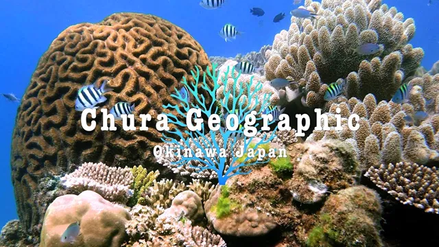 Amazing Coral Reefs