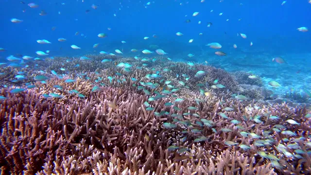 Beautiful Coral Reef Okinawa