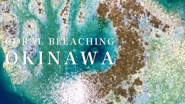 Coral Bleaching Okinawa