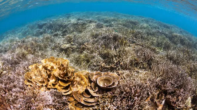 Coral Forest