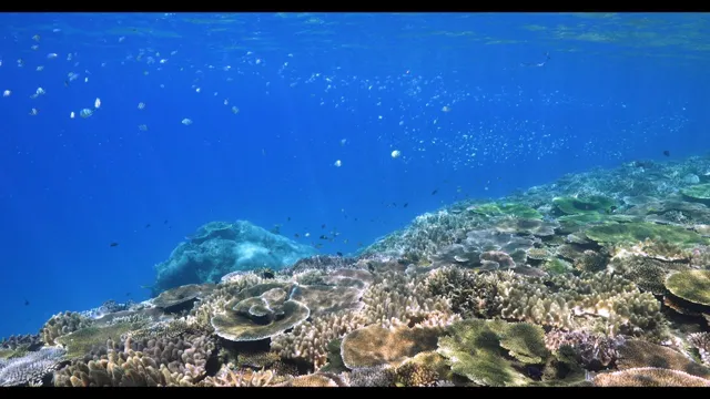 Exploring Coral Wonders Okinawa