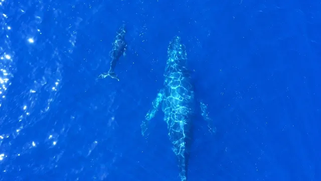 Humpback Whales Okinawa
