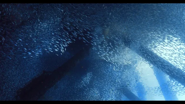 School of Okinawan Sardines