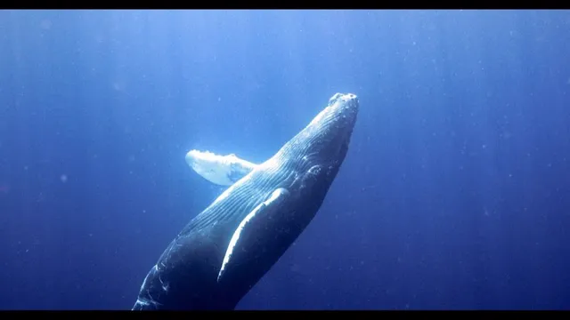 Swim With Humpback Whales