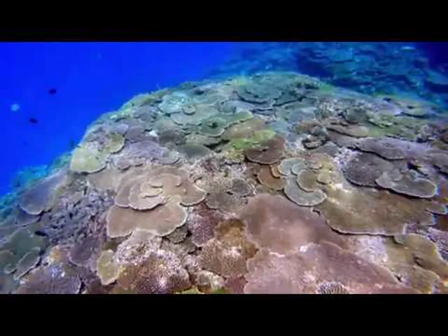 The Endless Coral Reefs