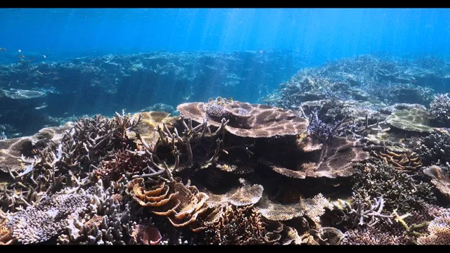 Wonderful Coral Reefs Okinawa