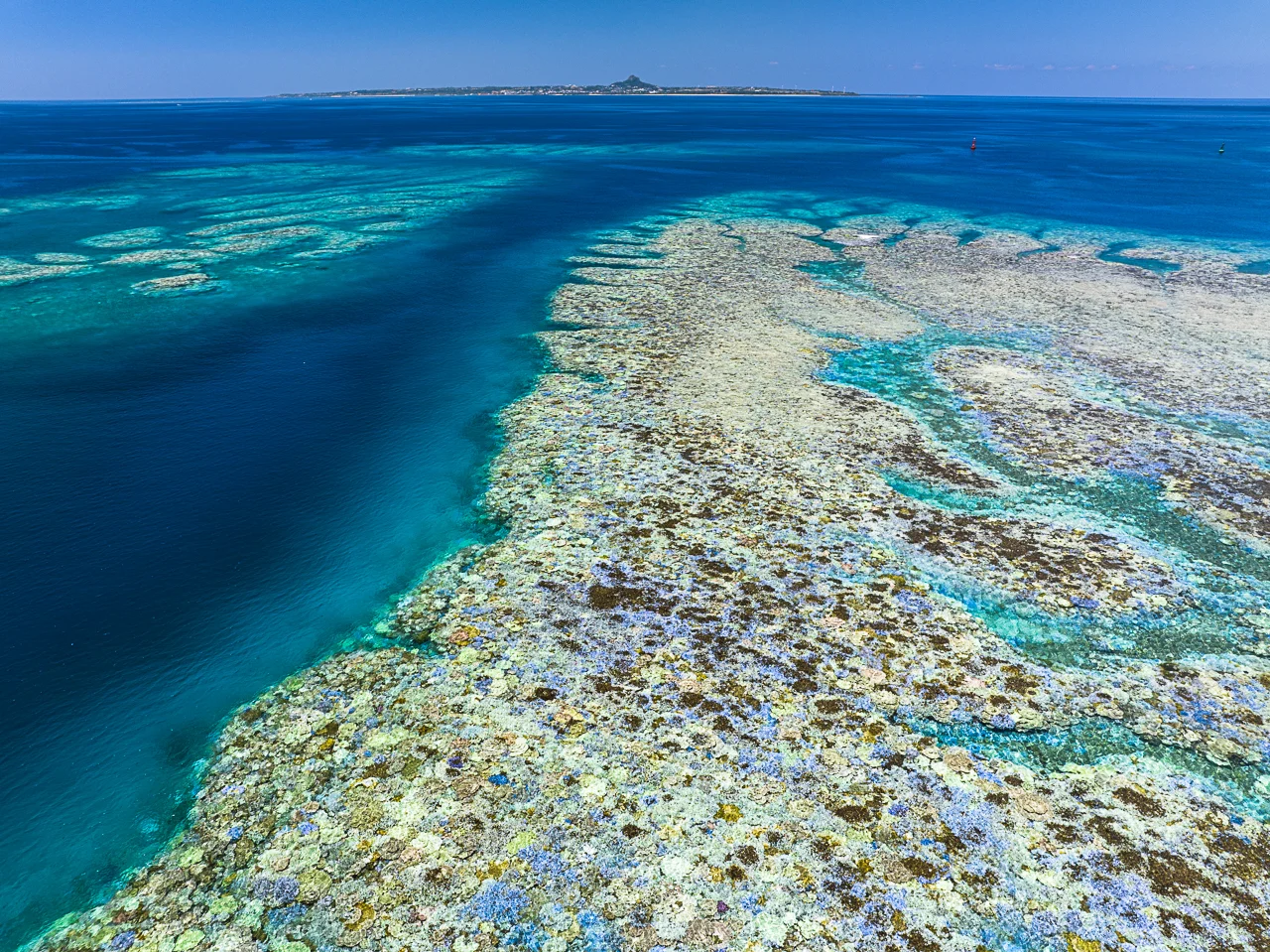 Coral reef close up