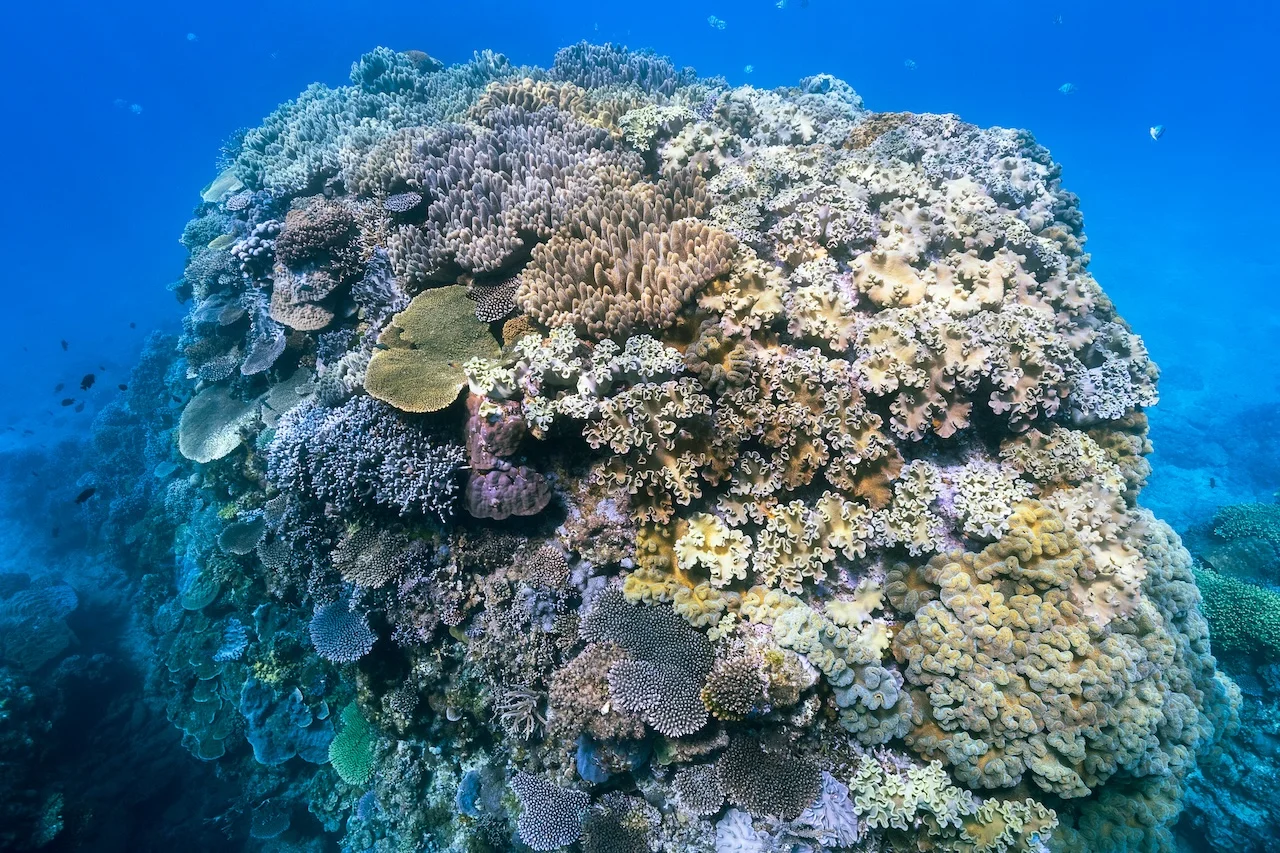 Vibrant coral reef underwater