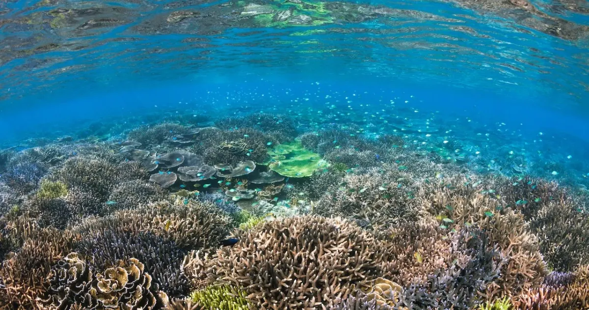 Coral reef background