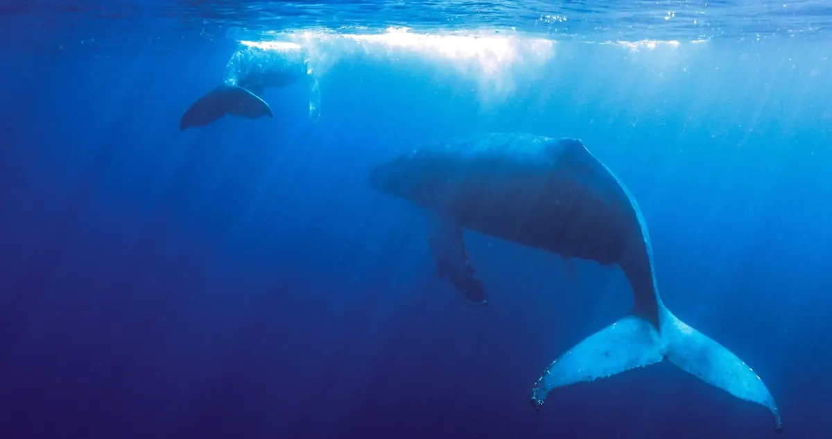 Whale photographed in Okinawa